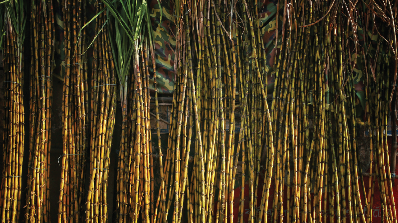 Bamboo Tree